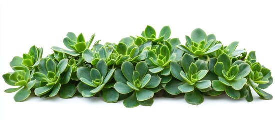 Poster - Succulent plant arrangement with multiple layers of vibrant green leaves on a white background Copy Space