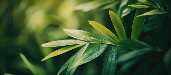 Poster - Close-up of fresh green bamboo leaves with water droplets on foliage against a blurred natural background Copy Space