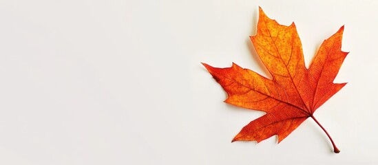 Poster - Autumn foliage close-up of vibrant orange maple leaf on light background with Copy Space for text placement