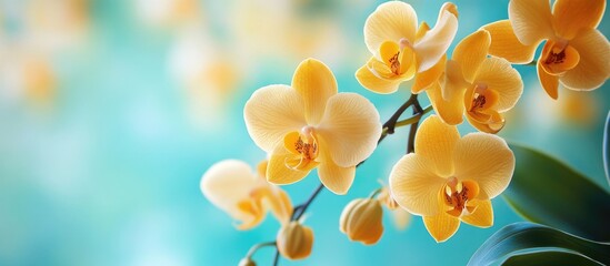 Wall Mural - Yellow orchid flowers on blurred turquoise background with gentle bokeh effect and copy space for text placement