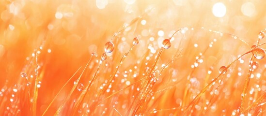 Poster - Close-up of dew covered blades of grass in orange hues with bokeh effect and blurred background Copy Space