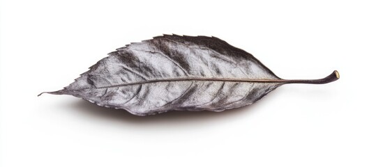 Poster - Dried black leaf on white background with visible texture detail and natural curvature Copy Space