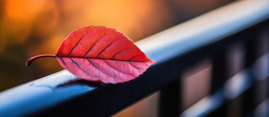 Poster - Red autumn leaf resting on black railing with blurred background colors, natural light, close-up, detailed texture, Copy Space