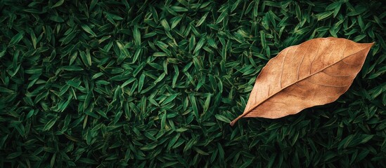 Poster - Dry brown leaf on vibrant green grass background with ample copy space for text placement.