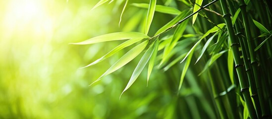 Poster - Close-up of green bamboo leaves with soft sunlight background and blurred greenery, suitable for nature and tranquility themes, Copy Space