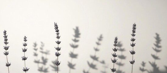 Poster - Dried lavender stems casting shadows on a white background with ample copy space for text placement.