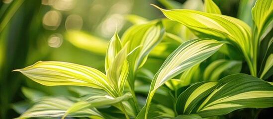 Poster - Close-up of vibrant green and yellow striped leaves in natural light with soft bokeh background Copy Space