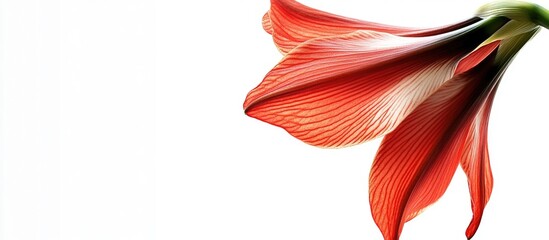 Poster - Amaryllis flower close-up with vibrant red petals and fine details isolated on white background with Copy Space