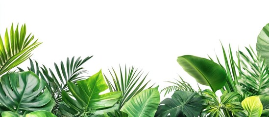 Poster - Tropical green leaves arrangement on white background with space for text Copy Space