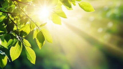 Poster - Sunlight shining through green leaves with rays of light illuminating a natural background suitable for various design projects Copy Space