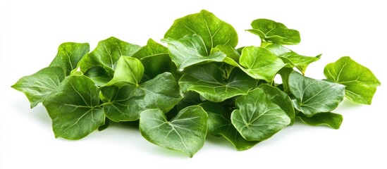 Poster - Ivy leaves on a white background with vibrant green colors and natural textures suitable for design use Copy Space