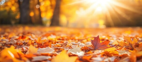 Poster - Colorful autumn leaves on ground with sunlight filtering through trees in a scenic park Copy Space