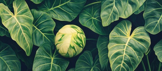 Poster - Green foliage background with large leaves and a spherical object resembling a patterned plant, ideal for natural themes, Copy Space.