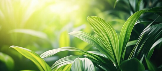 Poster - Lush green leaves with sunlight filtering through creating a soft, natural background and copy space for text placement