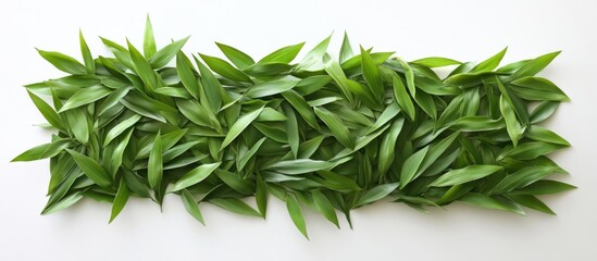 Poster - Green leaves arranged in a horizontal pattern on a white background with Copy Space for text insertion.