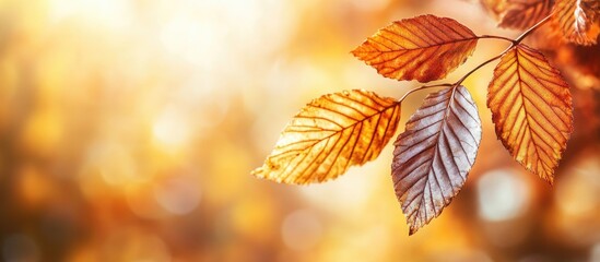 Poster - Autumn leaves with warm hues of orange and brown against a soft blurred background with copy space for text