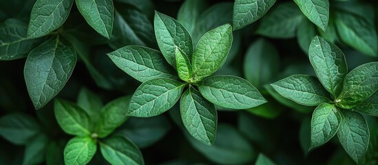 Sticker - Green foliage with detailed textured leaves in a densely arranged natural background, nature close-up, Copy Space