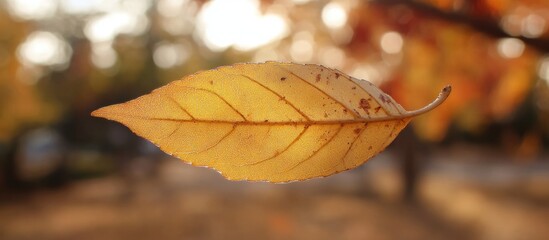 Poster - Close-up of a single autumn leaf with vibrant yellow color and visible veins, blurred natural background, Copy Space available