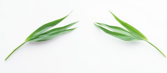 Poster - Two green leaves arranged symmetrically on a clean white background with ample copy space for text placement