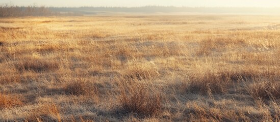 Poster - Golden grassy field during early morning light fading into the horizon with soft shadows and distant trees Copy Space