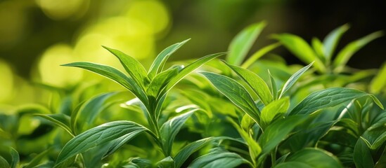 Poster - Close-up of green leaves in soft natural light with defocused background suitable for ecological or botanical themes Copy Space