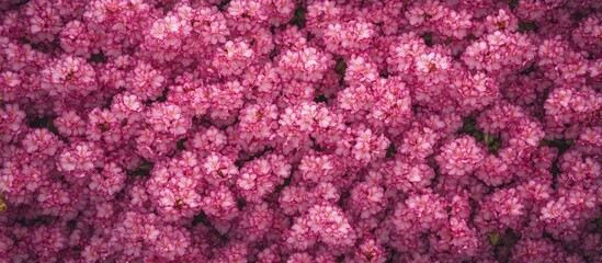 Poster - Pink floral background with densely clustered blossoms and vibrant petals suitable for various design applications Copy Space