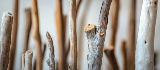 Poster - Natural wooden sticks in varying shades arranged vertically with blurred background for decorative purposes Copy Space