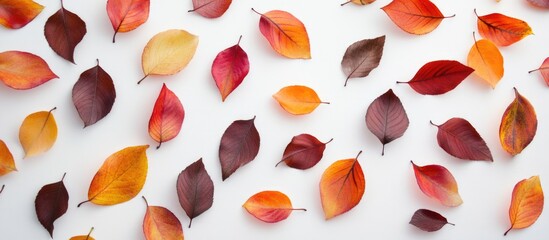 Poster - Autumn leaves on white background flat lay arrangement with copy space for text