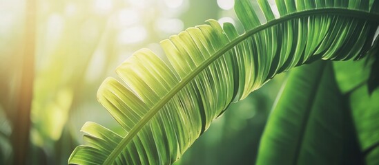 Poster - Green palm leaf with sunlight filter through foliage, nature background, tropical plant detail, soft focus, Copy Space