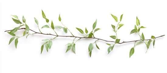 Poster - Green leafy branch with small leaves isolated on white background showing natural details and texture Copy Space