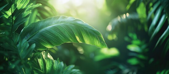 Poster - Lush green tropical leaves with sunlight filtering through, showcasing vibrant textures and natural patterns, ideal for nature themes and backgrounds