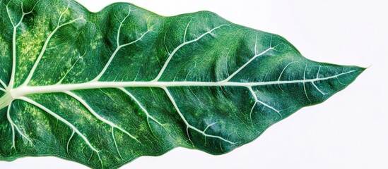 Poster - Close-up of a large green leaf with intricate veins and textures on a white background, ideal for botanical themes. Copy Space
