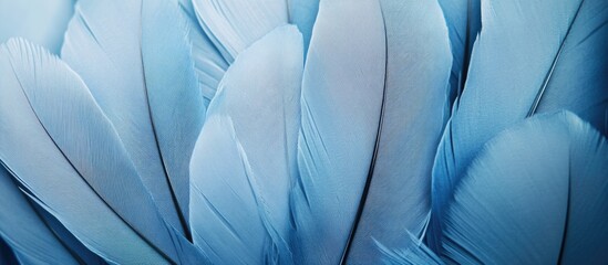 Poster - Close-up of soft blue bird feathers layered together textured background with gradient shades of blue and minimal copy space