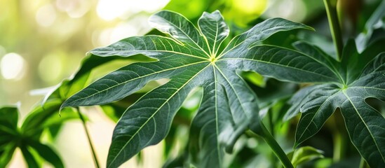 Poster - Green papaya leaf close-up with intricate veins and details in a lush garden setting with natural light and soft focus background Copy Space