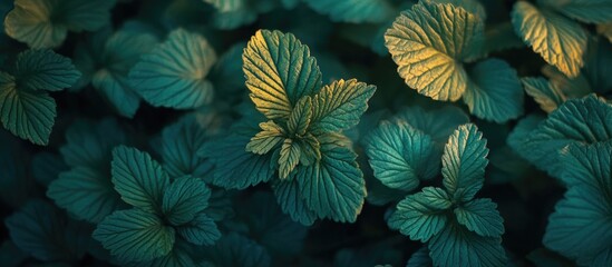 Poster - Green leaves with textured surfaces illuminated by soft light creating a natural background with Copy Space