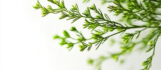 Poster - Greenery against a light background with delicate branches and leaves creating a natural and fresh atmosphere Copy Space