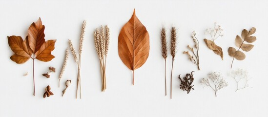 Poster - Dried leaves and plants arranged aesthetically on a light background Copy Space
