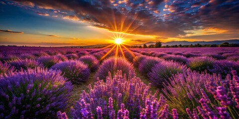 Wall Mural - High Contrast Sunset Lavender Field: Dramatic Night Photography