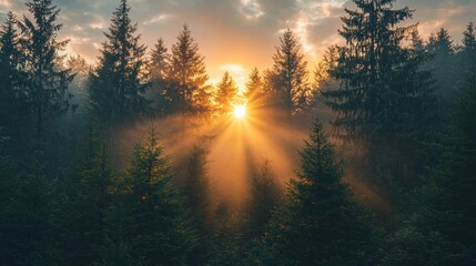 Poster - Golden rays of sunlight filter through the towering trees at dawn, casting ethereal beams into the misty forest. A peaceful moment embraced by nature's quiet charm unfolds as day breaks