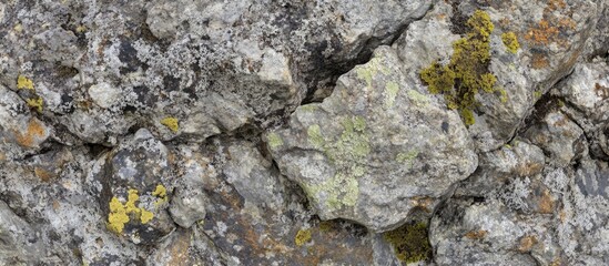 Poster - Textured rock surface with various shades of gray, yellow, and green lichen, natural stone background with organic patterns, Copy Space