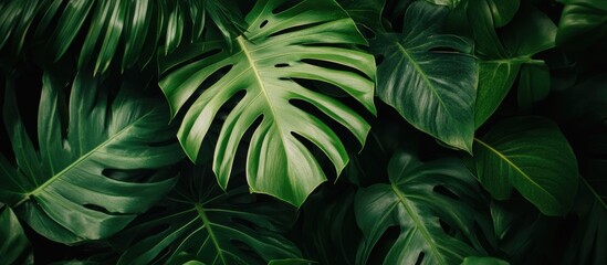 Poster - Tropical green monstera leaves background with textured details and natural light Copy Space