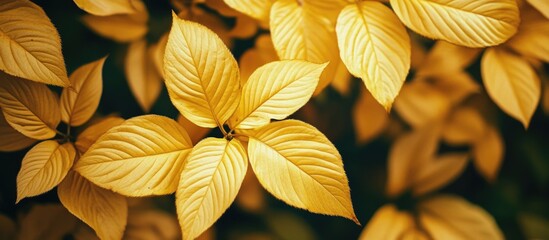 Poster - Close-up of vibrant yellow leaves on a dark background showcasing autumn colors with ample Copy Space for text placement