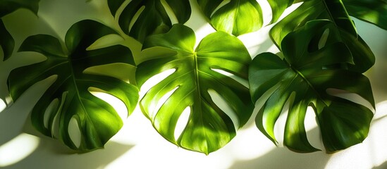 Poster - Monstera plant leaves arranged on a surface with natural lighting and shadow effects Copy Space