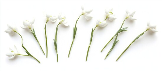 Poster - White flowers arranged in a line on a light background with green stems and leaves displaying copy space for text placement