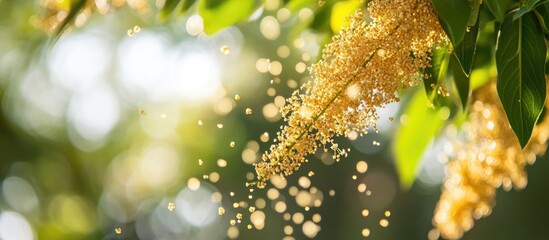 Poster - Golden flower clusters surrounded by green leaves with soft bokeh background and sunlight filtering through branches Copy Space