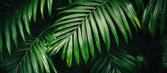 Poster - Close-up of green palm leaves with natural texture and detail against dark background suitable for design purposes Copy Space