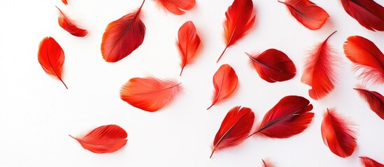 Poster - Red bird feathers scattered on a white background with ample negative space for text placement Copy Space
