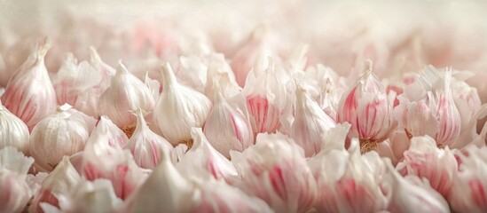 Aufkleber - Close-up view of clusters of delicate pink and white flower buds with blurred background for soft aesthetic Copy Space
