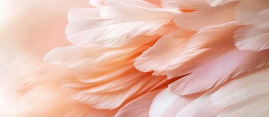 Poster - Soft pastel colored feather texture background with blurred details and gentle gradients suitable for design projects Copy Space