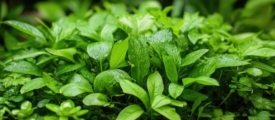 Poster - lush green foliage with water droplets on leaves in a natural garden setting Copy Space